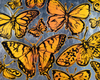 ‘Sunshine Butterflies’ David Bromley. High Pigment Print
